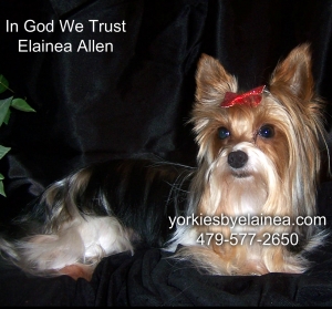 Macho placed in a home