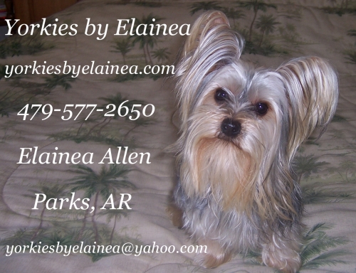 Toby placed in a homes