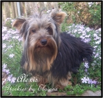 Alexis placed in a home