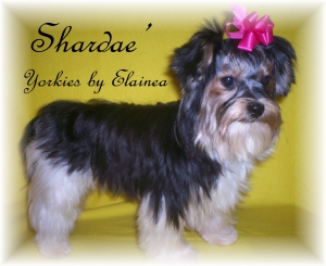 Shardae placed in a home