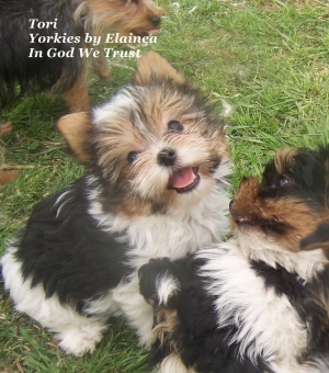 Tori pleaced in a home