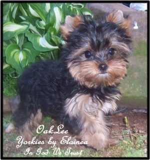 Oakly placed in a home