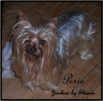 Pixie placed in a home