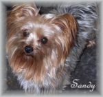 Sandy pleaced in a home