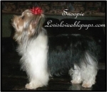 Snoopie Sr placed in a home