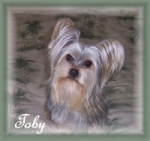 Toby placed in a home