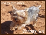 Tommy Joe placed in a home
