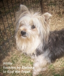 Willie placed in a home