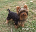 Oliver placed in a home