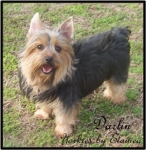 Dumplin placed in a home