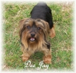 Dee Jay placed in a home