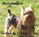 Max placed in a home